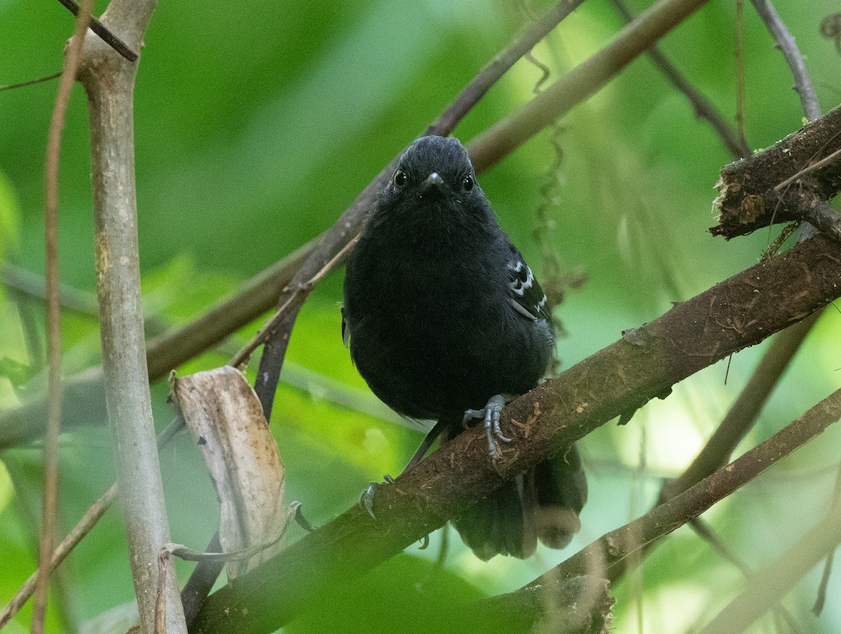White-lined Antbird - ML581384851