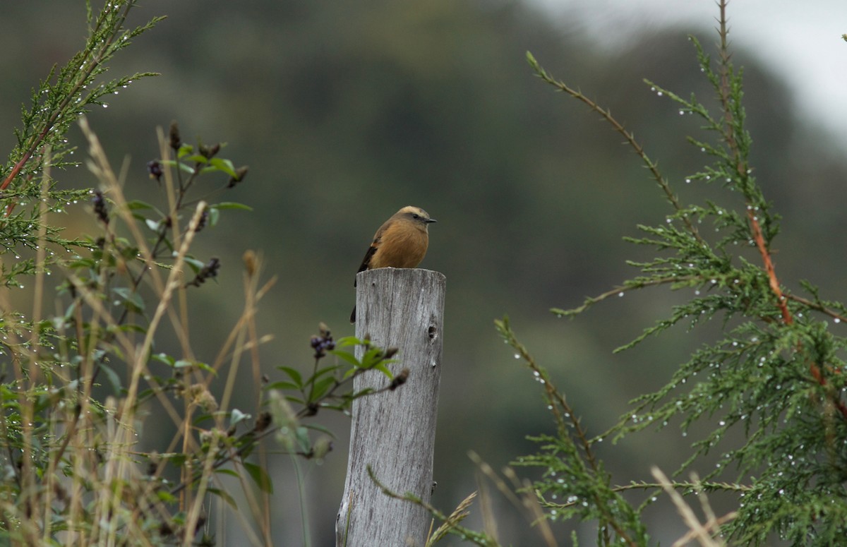 Brown-backed Chat-Tyrant - Stanton Hunter