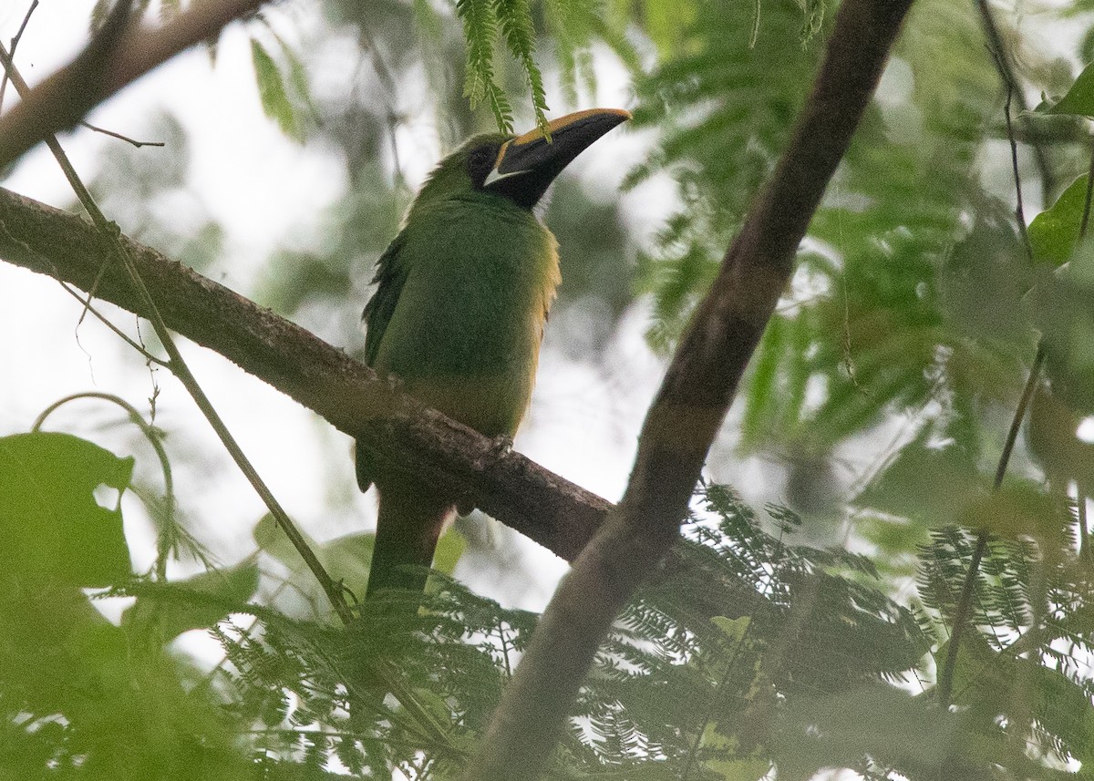 Southern Emerald-Toucanet (Black-throated) - ML581385841