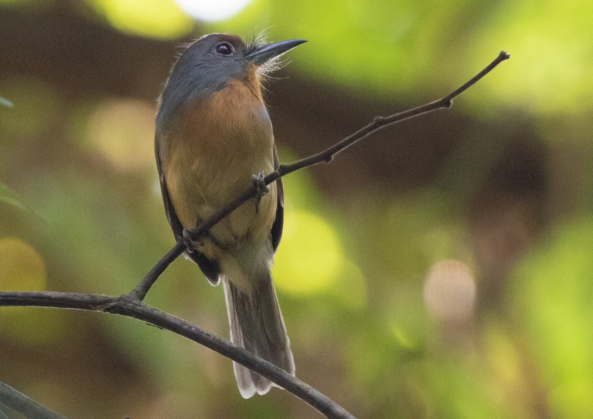 Rufous-capped Nunlet - ML581387631