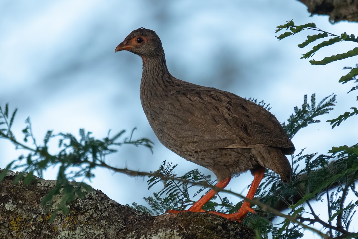 Red-necked Spurfowl - ML581387951