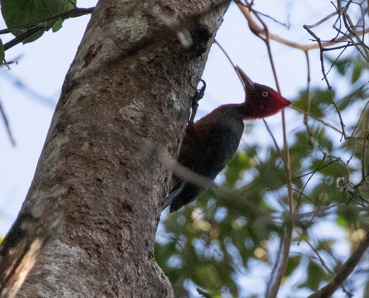 Red-necked Woodpecker - ML581389651