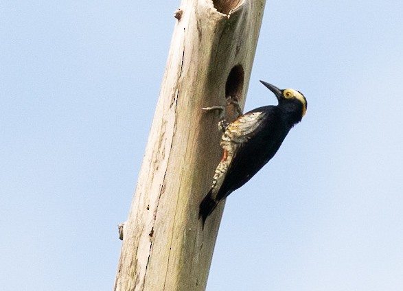 Yellow-tufted Woodpecker - Michael Buckham