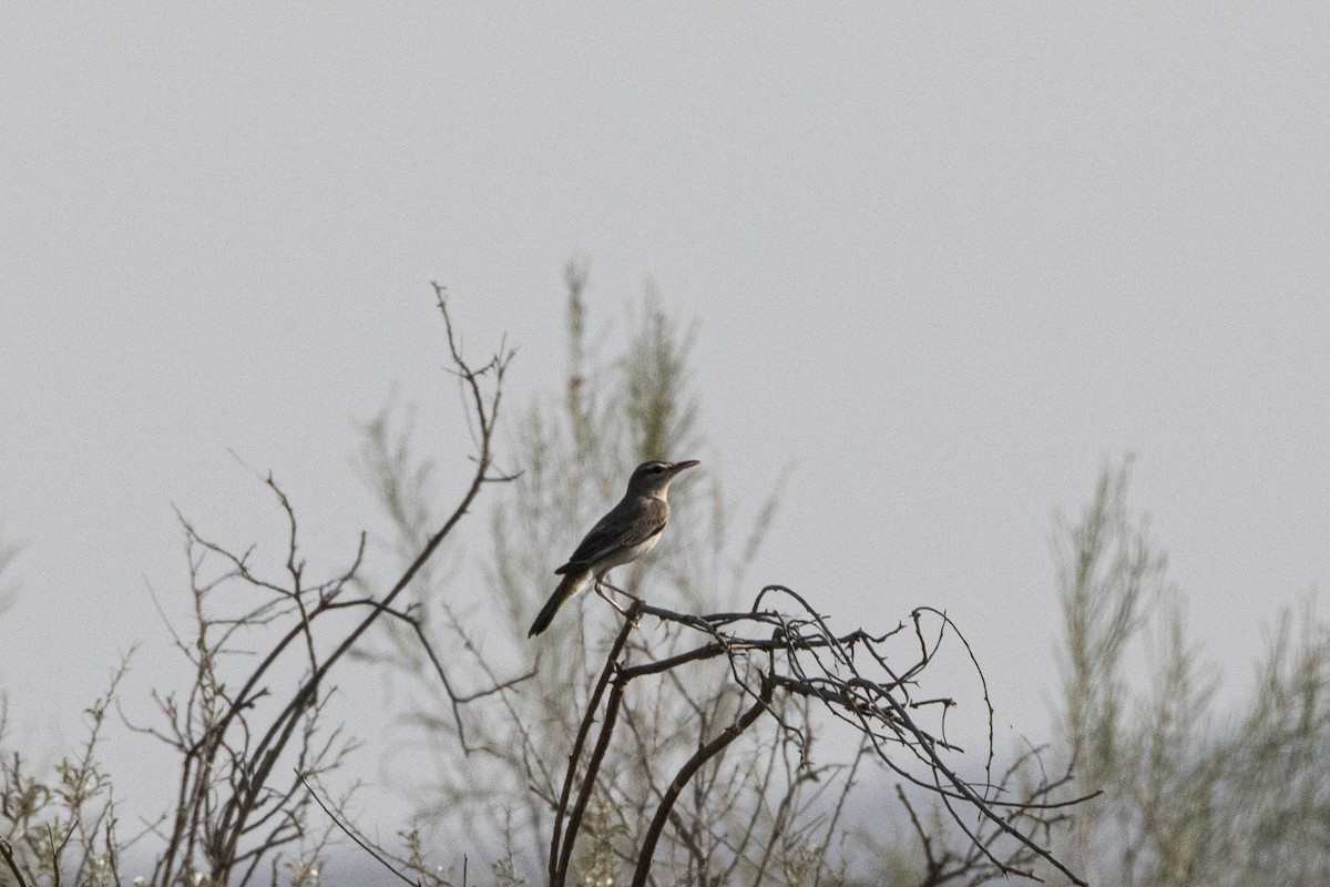 Rufous-tailed Scrub-Robin (Rufous-tailed) - ML581391181