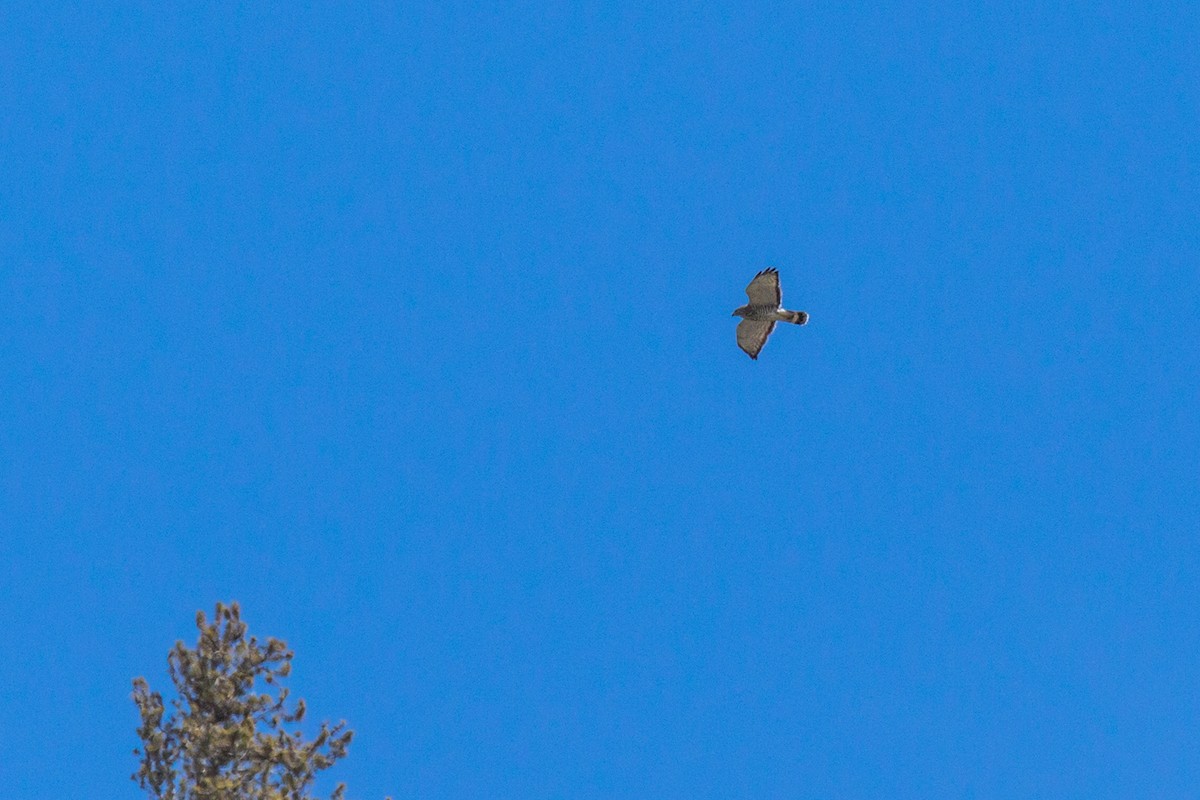 Broad-winged Hawk - Wich’yanan Limparungpatthanakij