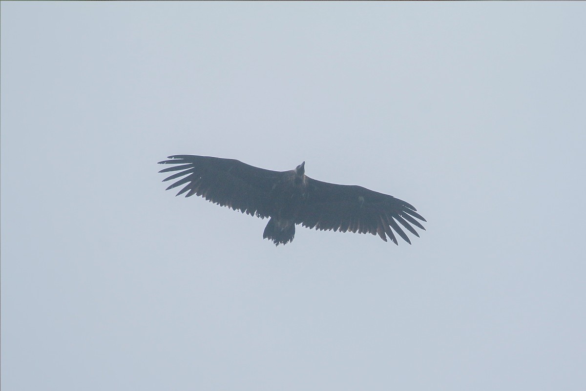 Cinereous Vulture - ML581400131