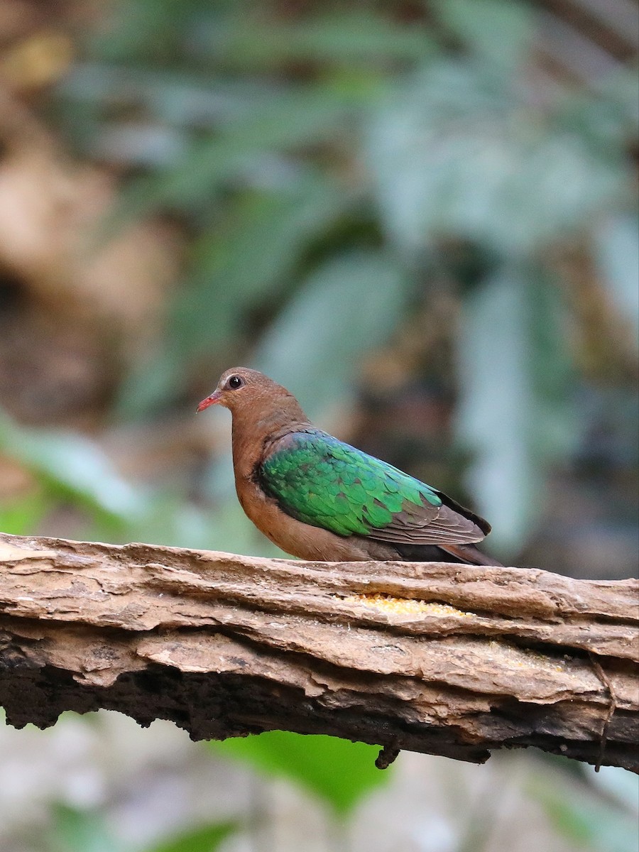 Asian Emerald Dove - ML581402331