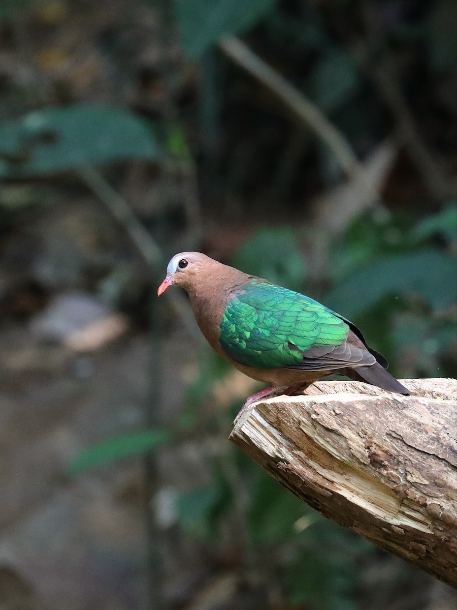 Asian Emerald Dove - ML581402341