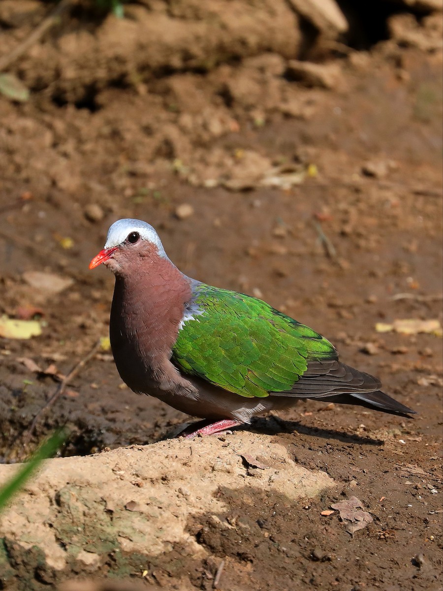 Asian Emerald Dove - ML581402361