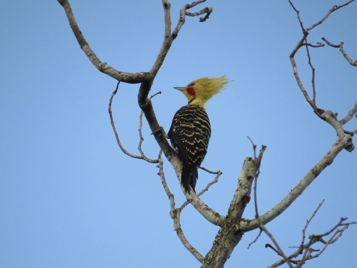 Blond-crested Woodpecker - ML581402451