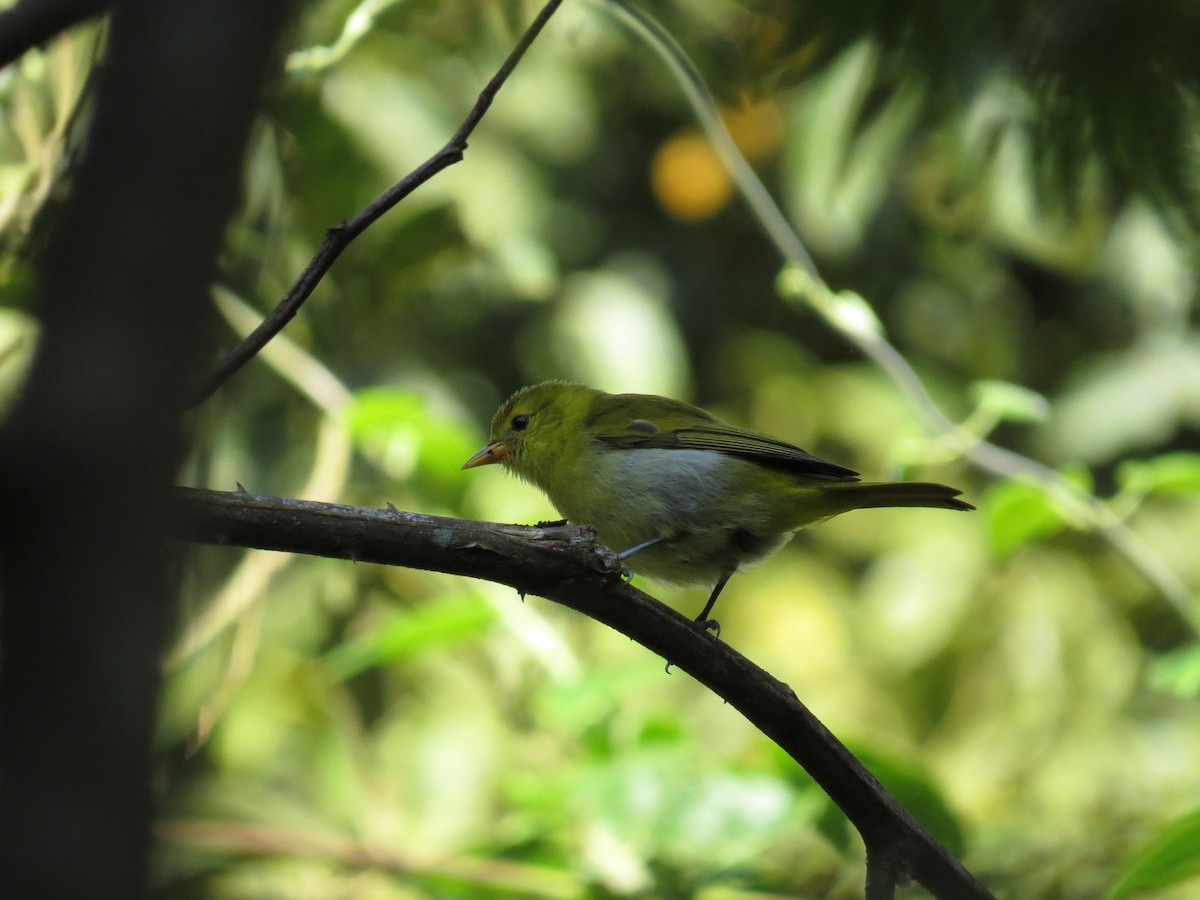 Rufous-headed Tanager - ML581403141