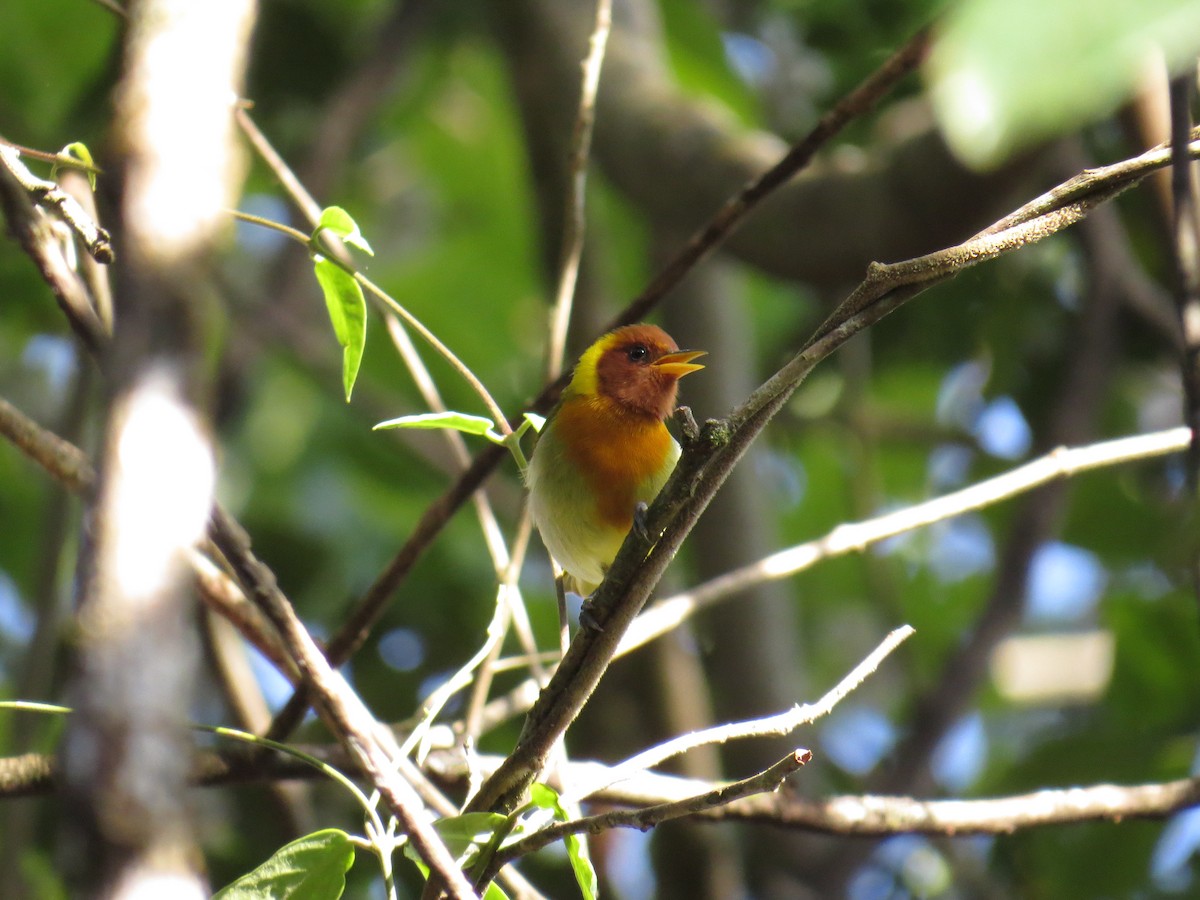 Rufous-headed Tanager - ML581403151