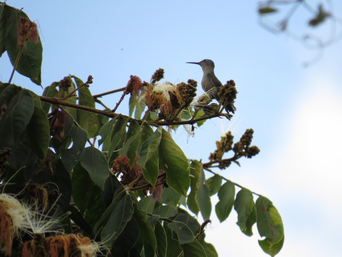 Sombre Hummingbird - Aline Horikawa
