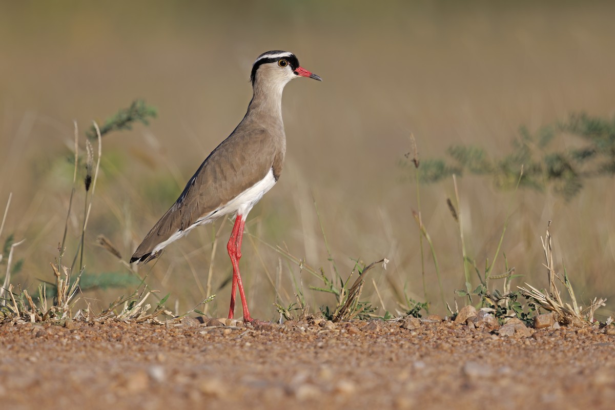 Crowned Lapwing - ML581406861