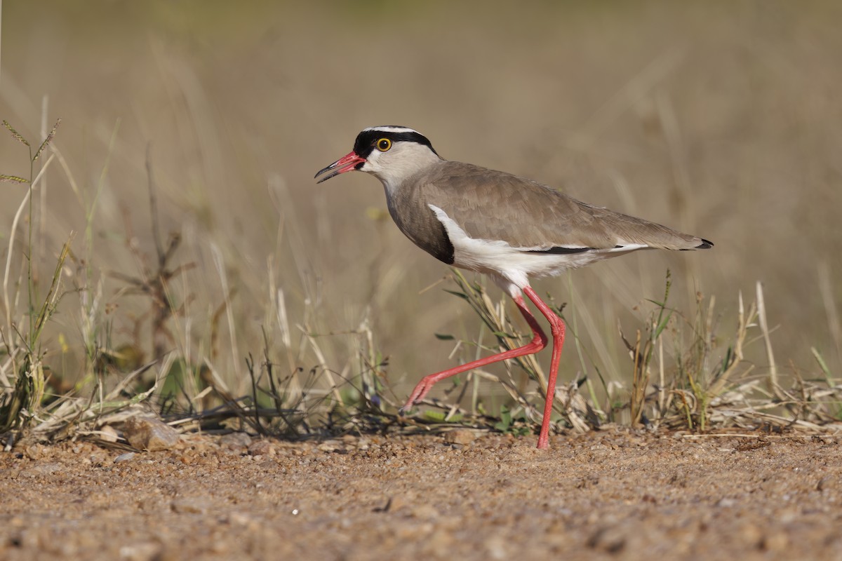 Crowned Lapwing - ML581406871