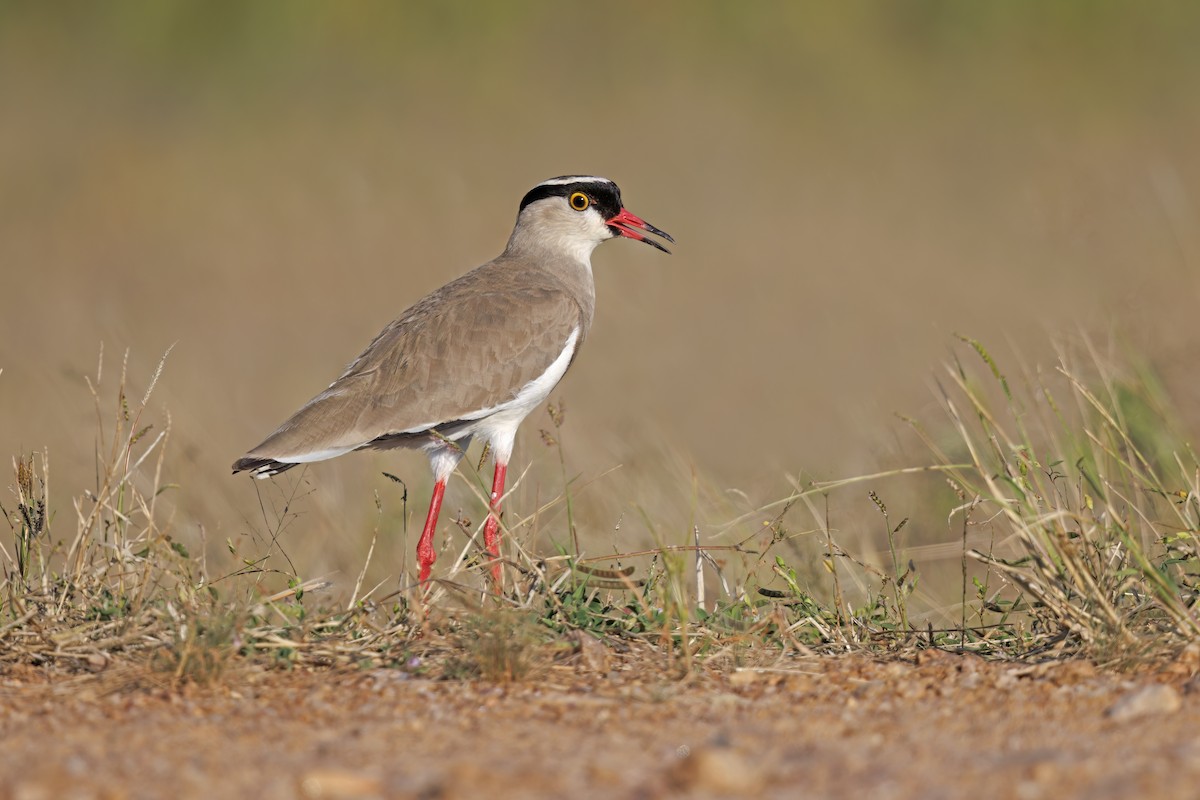 Crowned Lapwing - ML581406891