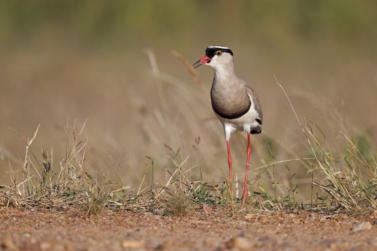Crowned Lapwing - ML581406911
