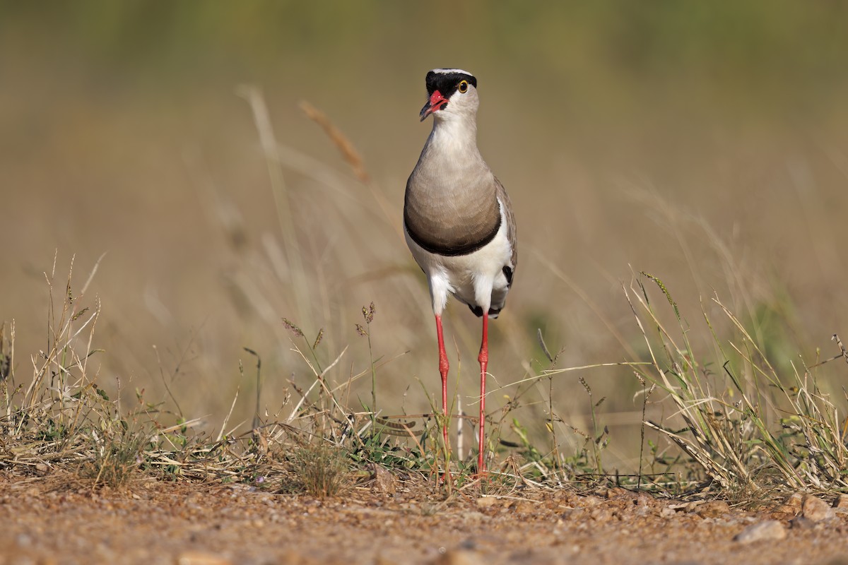 Crowned Lapwing - ML581406921