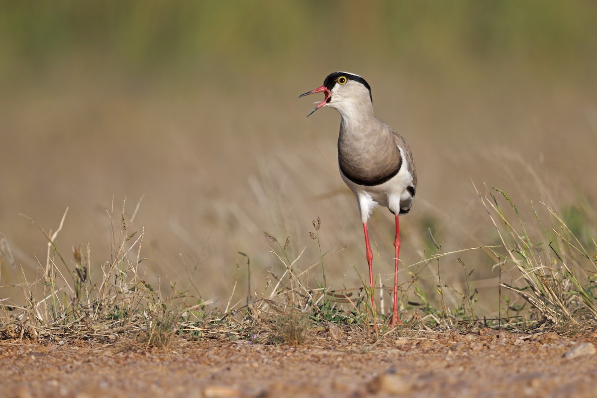 Crowned Lapwing - ML581406931