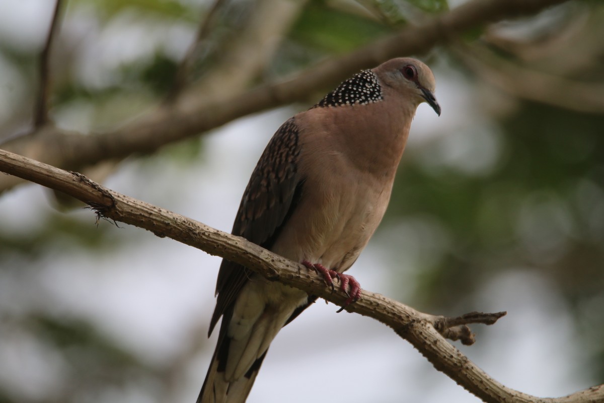Spotted Dove - ML581410291