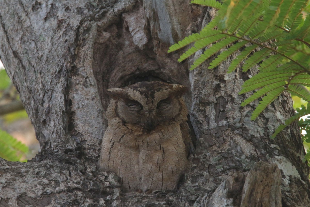 Indian Scops-Owl - Nishipadma jena