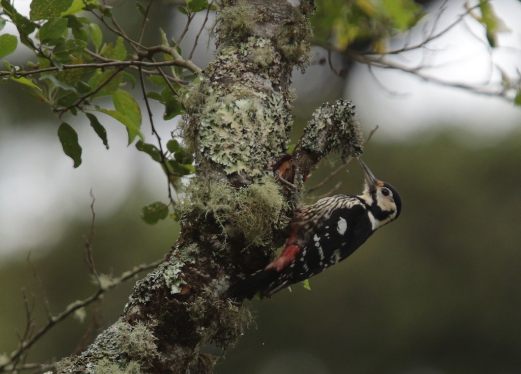 White-backed Woodpecker - ML58142121
