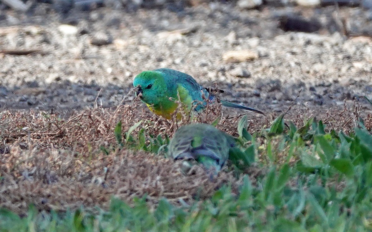Red-rumped Parrot - ML581421461