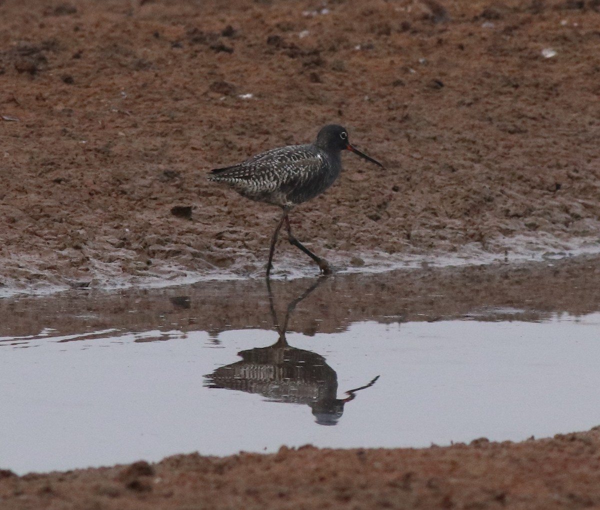 Spotted Redshank - ML581422671