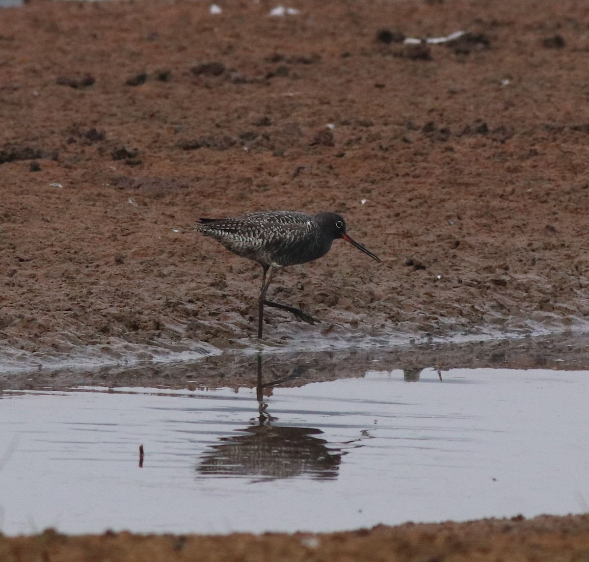 Spotted Redshank - ML581422691