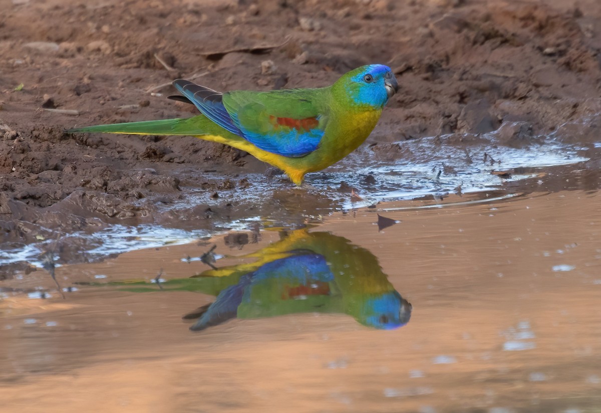Turquoise Parrot - ML581423411