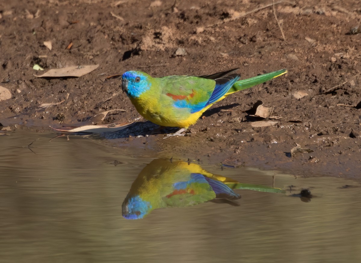 Turquoise Parrot - ML581423421