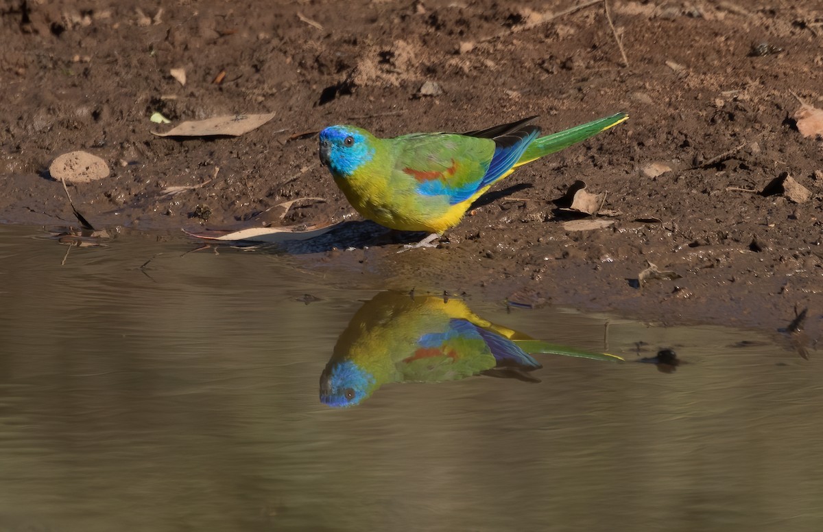 Turquoise Parrot - ML581423431