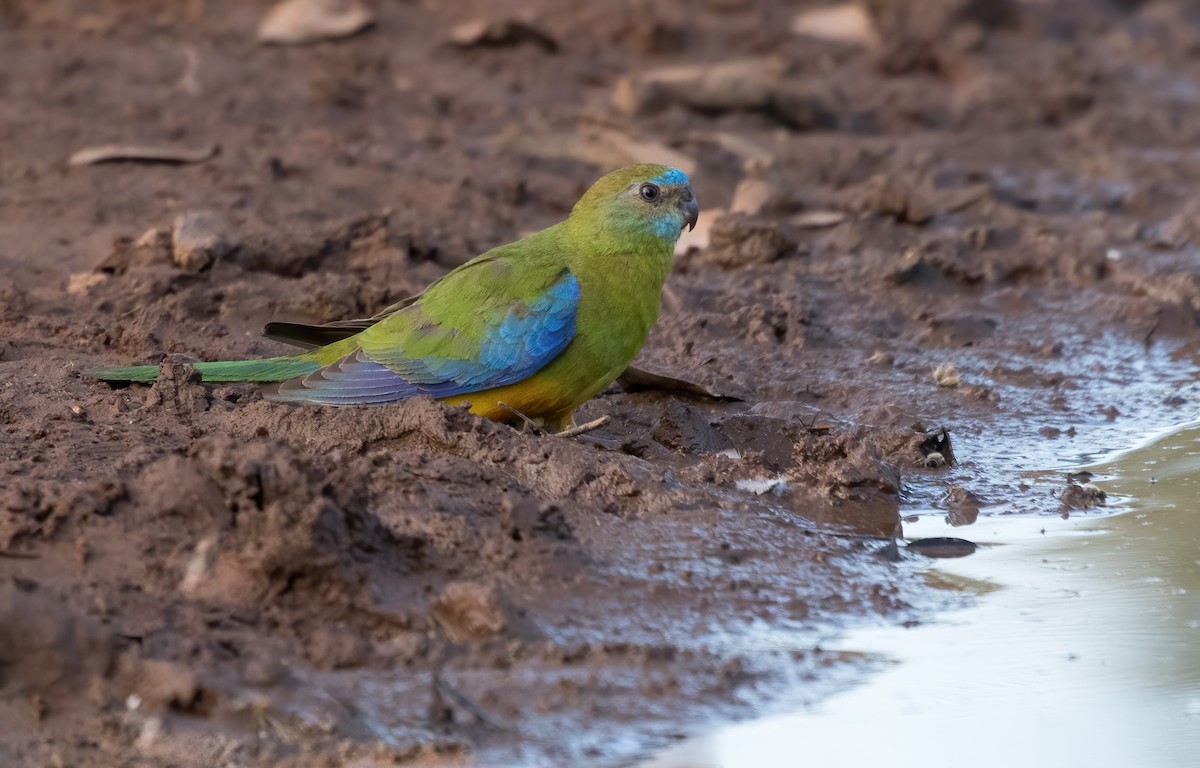Turquoise Parrot - ML581423441