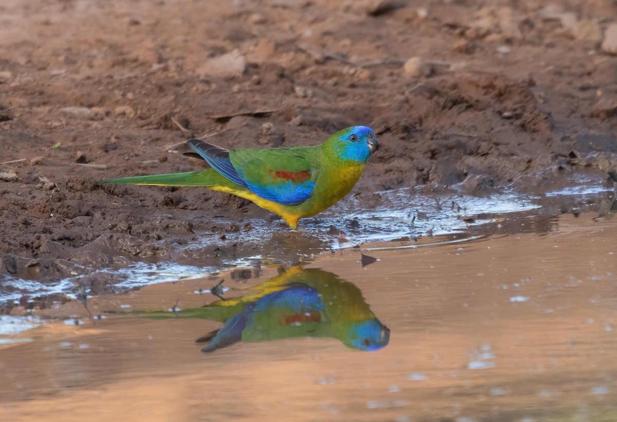 Turquoise Parrot - ML581423451
