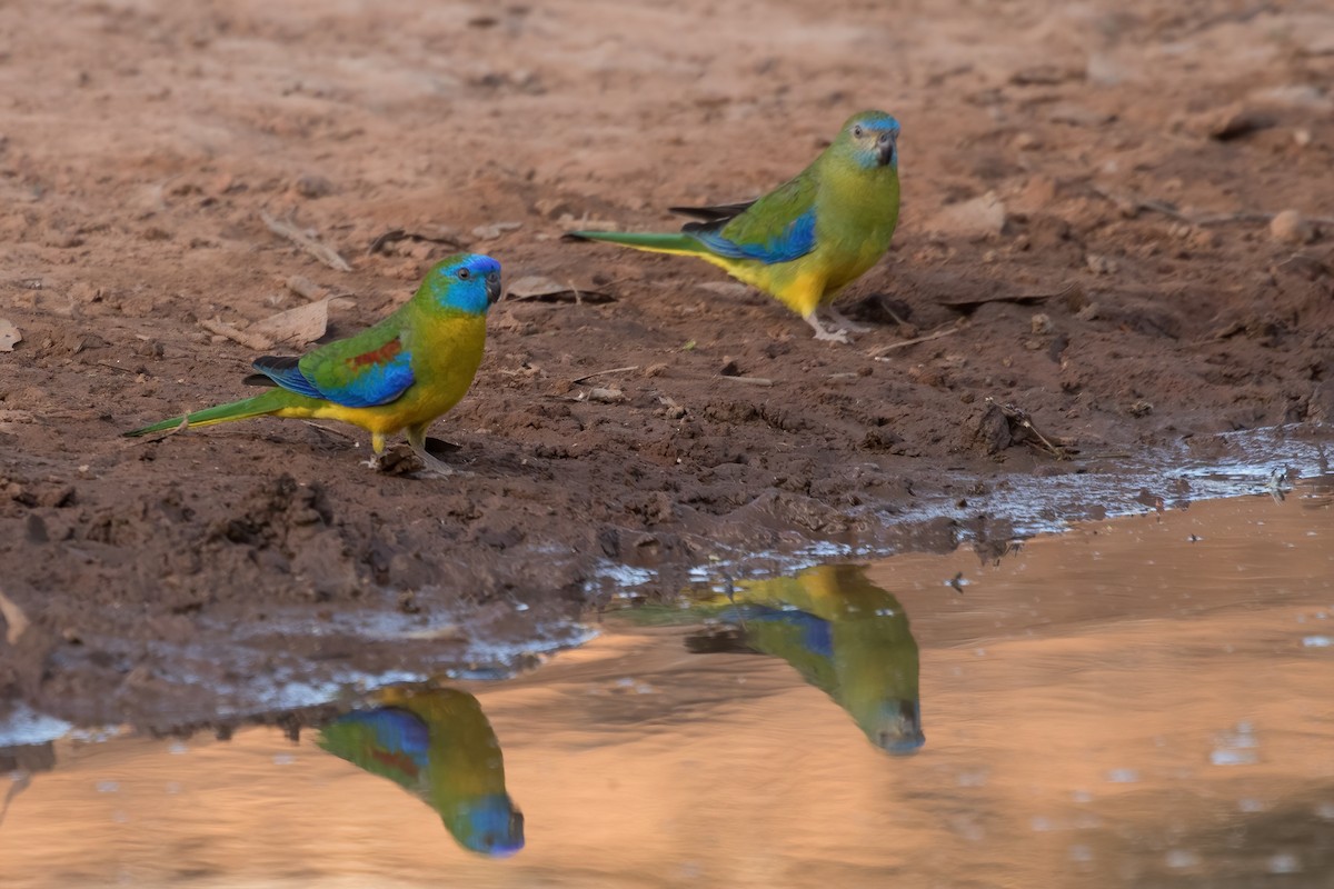 Turquoise Parrot - ML581423461