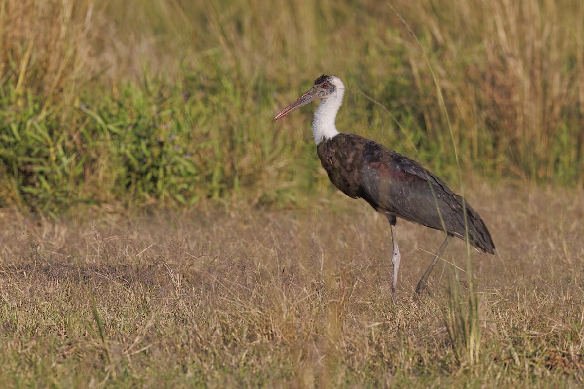 African Woolly-necked Stork - ML581424031