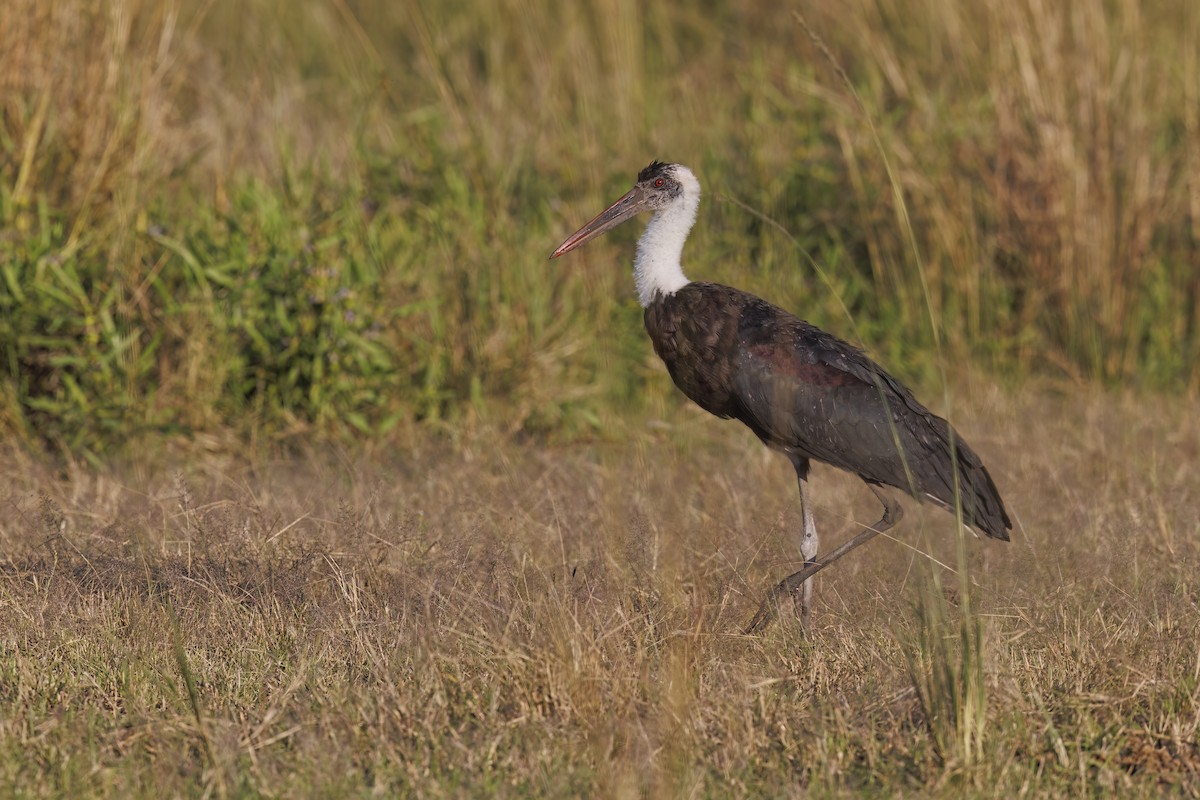 African Woolly-necked Stork - ML581424041