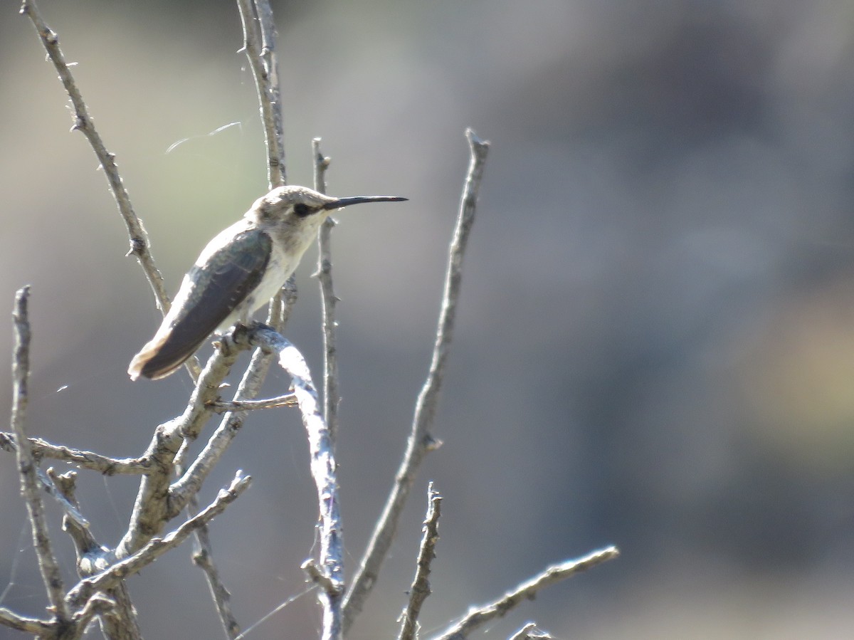 Black-chinned Hummingbird - ML581427911