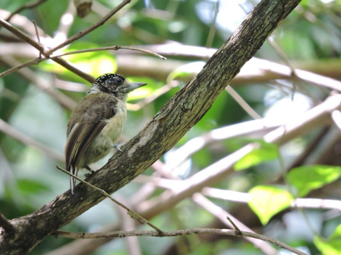 White-bellied Piculet - ML58142891