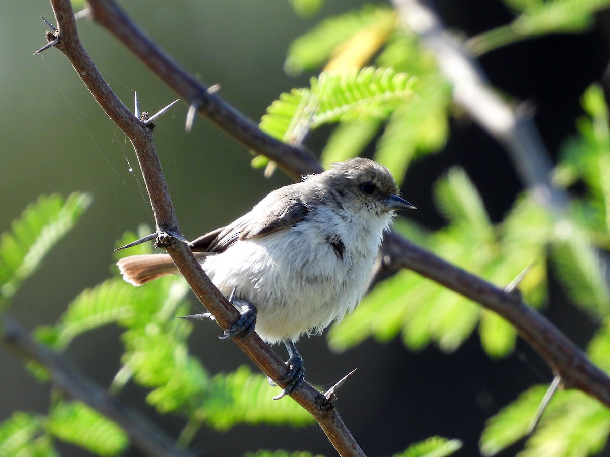 Mouse-colored Penduline-Tit - ML581430151