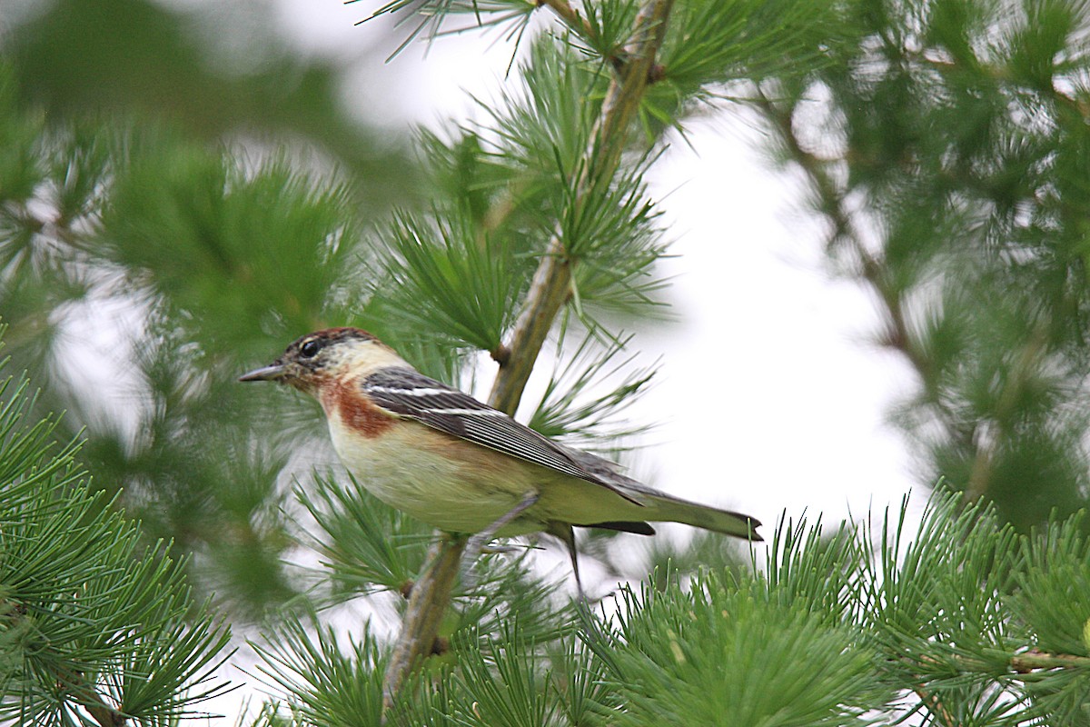 Bay-breasted Warbler - ML581431671