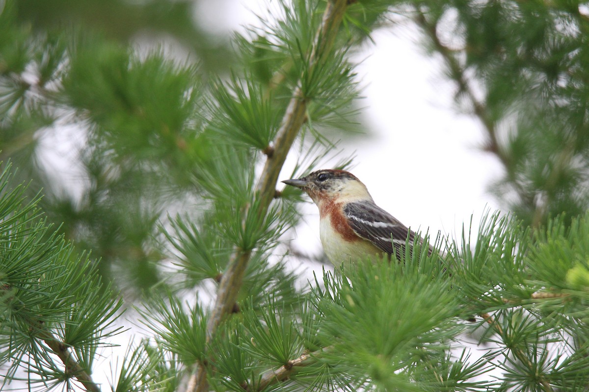 Bay-breasted Warbler - ML581431701