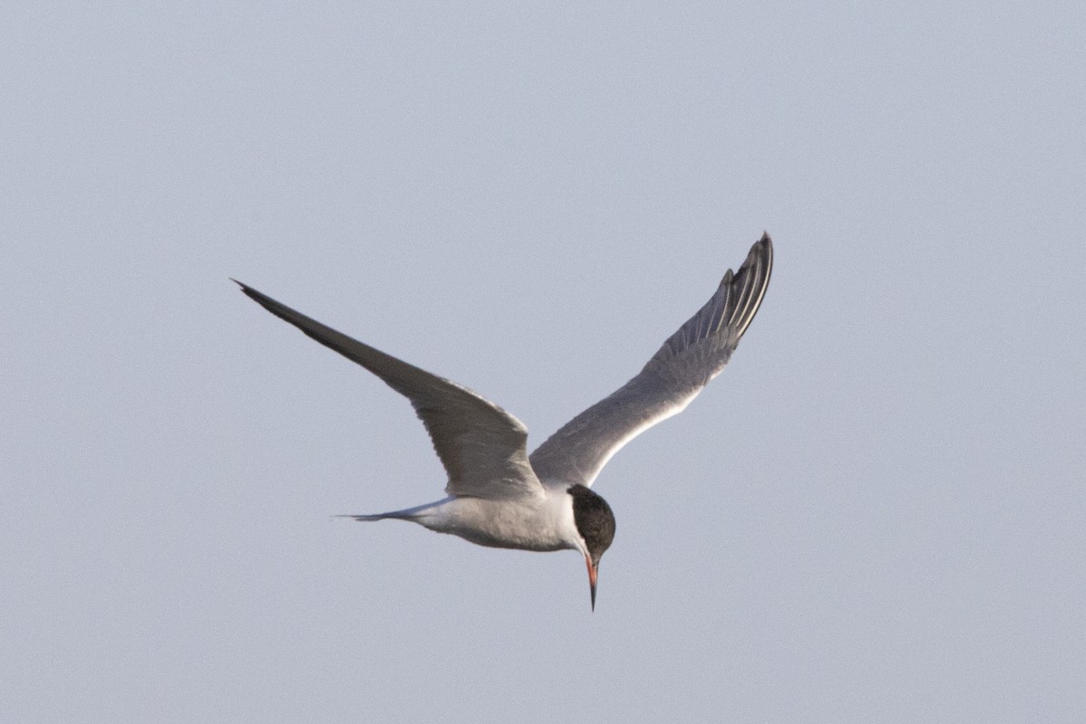 Common Tern - Nazes Afroz