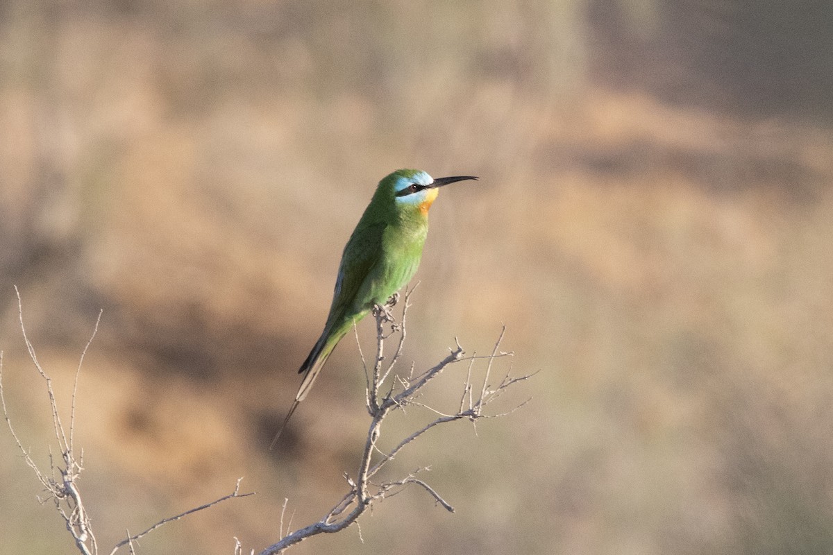 Blue-cheeked Bee-eater - ML581435181