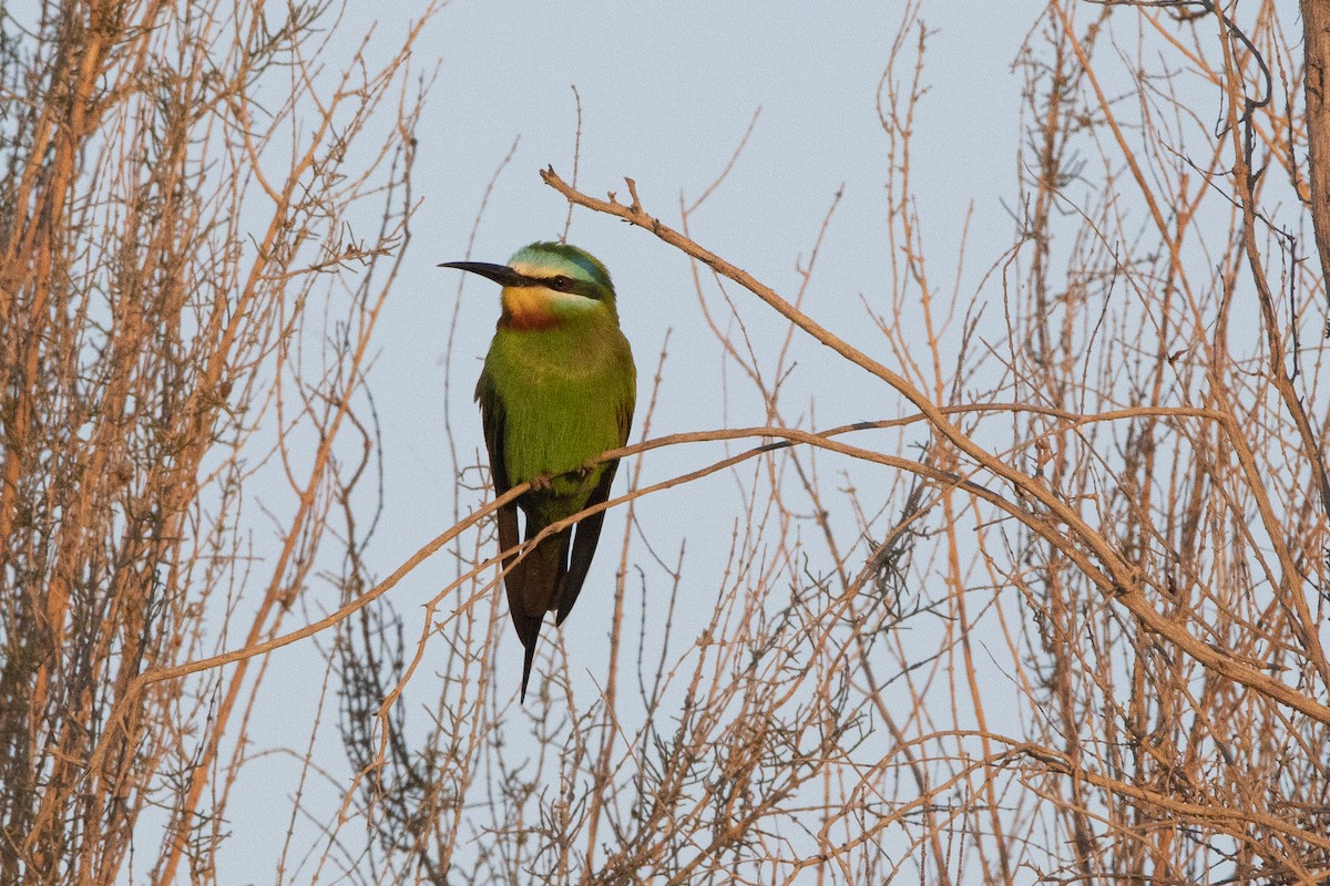 Blue-cheeked Bee-eater - ML581435191
