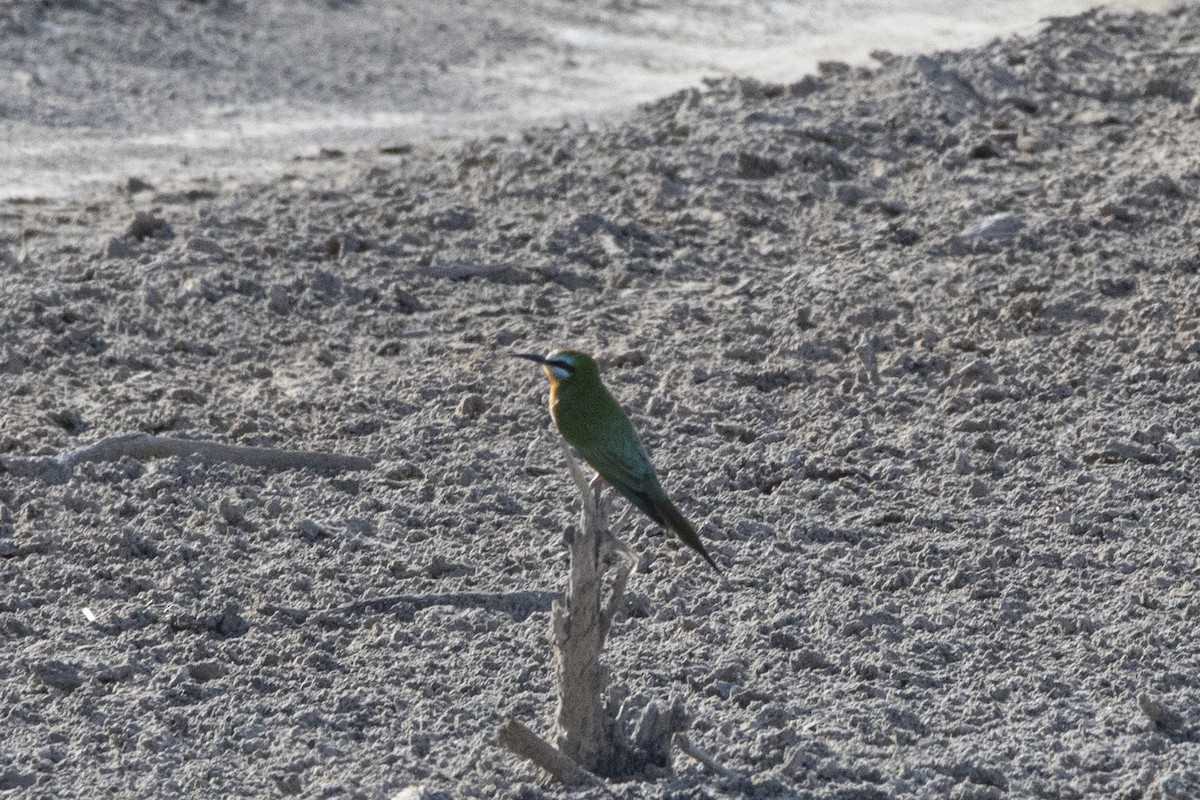 Blue-cheeked Bee-eater - ML581435451