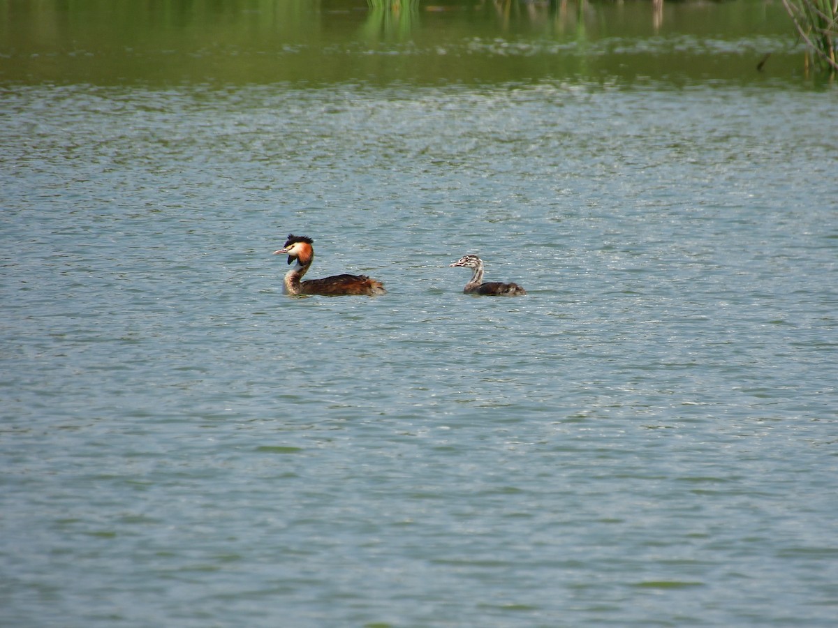 Great Crested Grebe - ML581438721