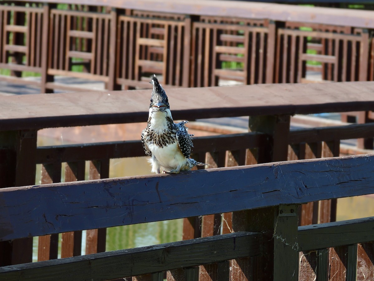 Crested Kingfisher - ML581438991