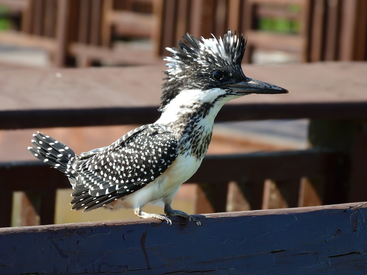 Crested Kingfisher - ML581439011