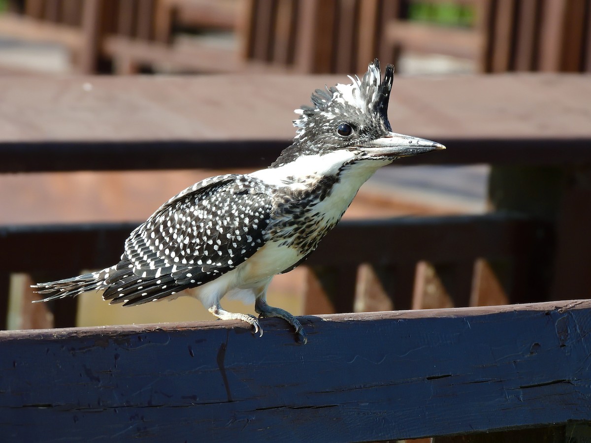 Crested Kingfisher - ML581439021